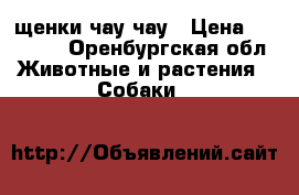 щенки чау чау › Цена ­ 15 000 - Оренбургская обл. Животные и растения » Собаки   